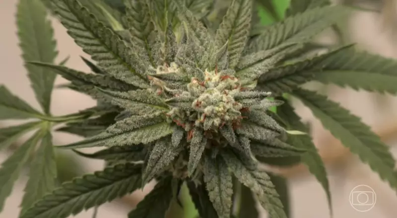 Minas Gerais abriga o maior jardim de cannabis do mundo graças à clonagem