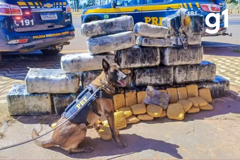 Motorista é preso com mais de 300 kg de 'supermaconha' em MT: veja detalhes da operação