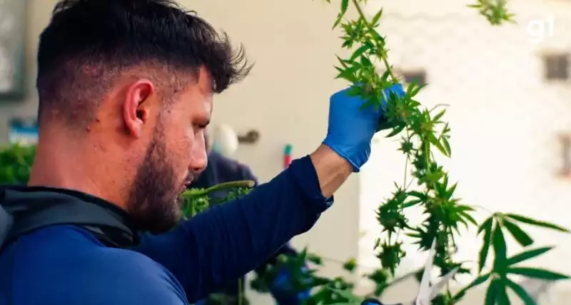 MP da Paraíba pede afastamento de diretoria de associação que comercializa cannabis medicinal