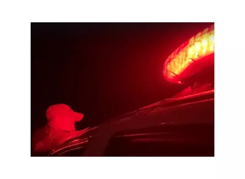 Mulher é assaltada por motorista de aplicativo e se joga do carro em movimento em Minas Gerais