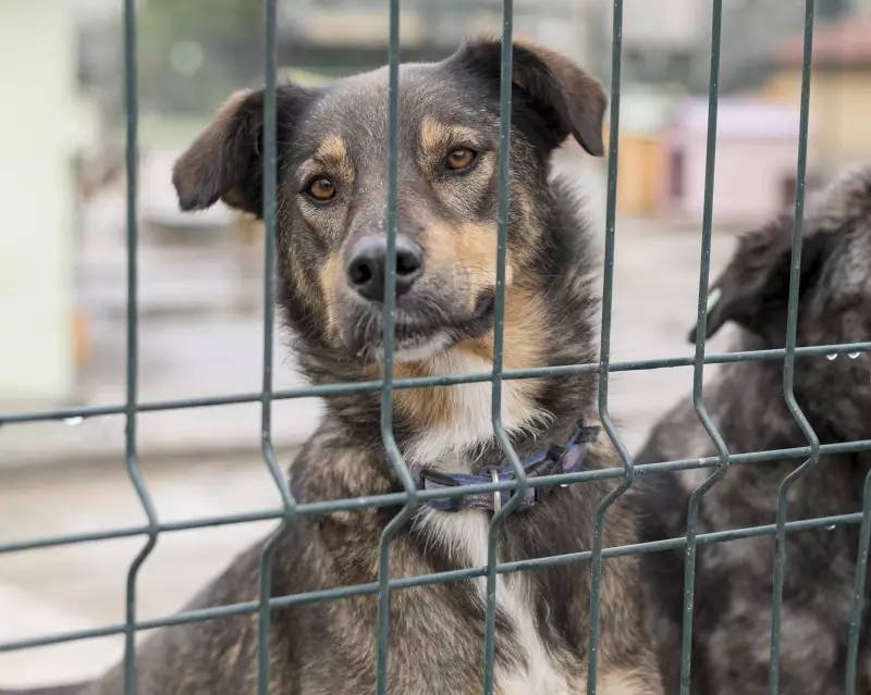 Multa de até R$ 37 mil para quem acorrentar cães e gatos de forma inadequada em SP: entenda a nova lei