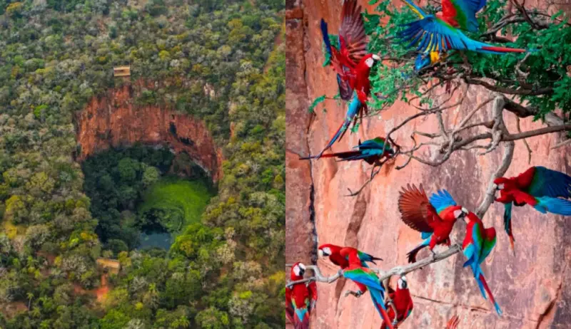 Mundo Perdido em MS: Buraco Milenar Abriga 120 Araras-Vermelhas e Mais de 150 Espécies de Aves e Répteis