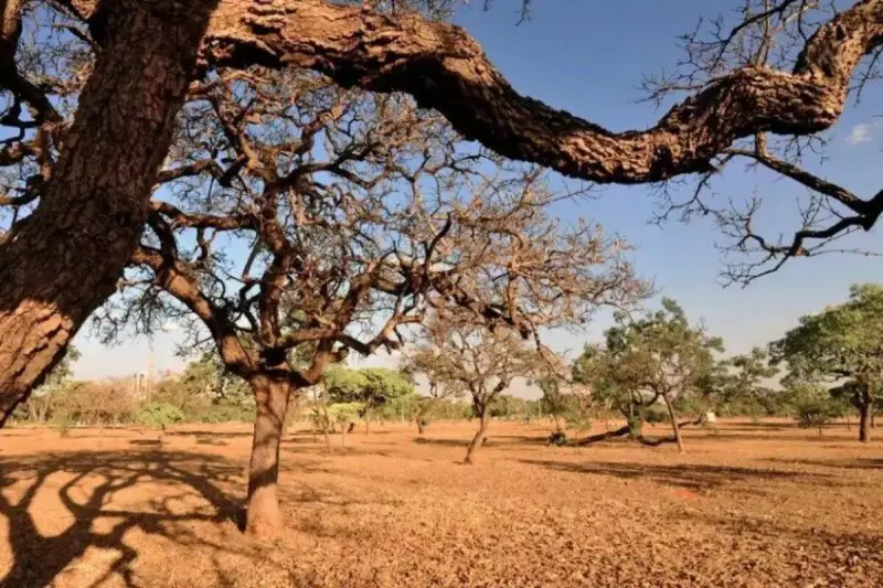 Nordeste enfrenta a pior seca da história: relatório da ANA alerta para crise hídrica