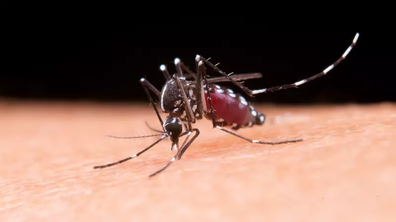 Nova Odessa registra primeiras mortes por dengue em 2025: saiba como se proteger
