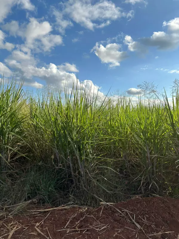 Nutrifisiologia avança no cultivo de cana-de-açúcar: inovação no agronegócio