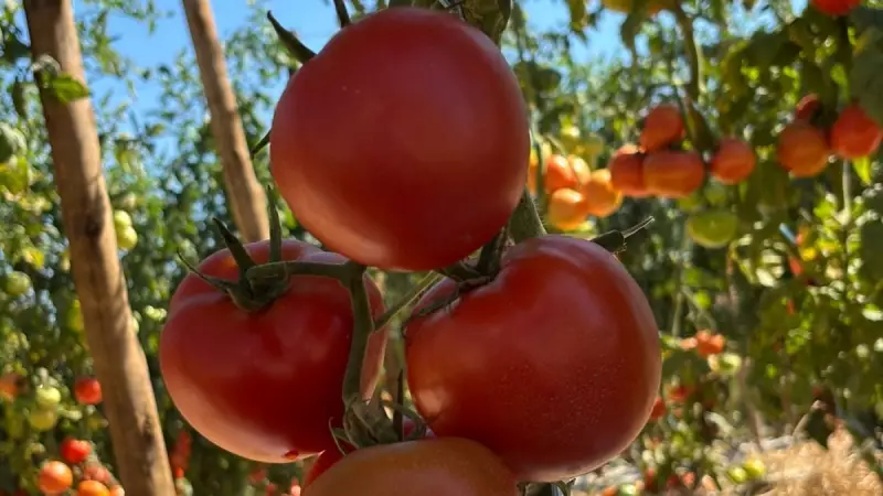 O Futuro do Tomate: Como a Genética Está Revolucionando a Agricultura