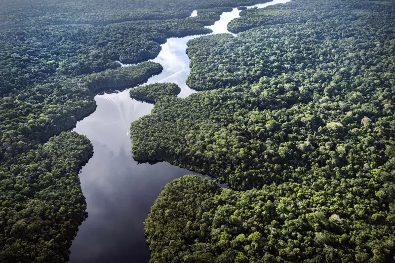 O que aconteceria se a Amazônia secasse? Experimento revela impactos alarmantes