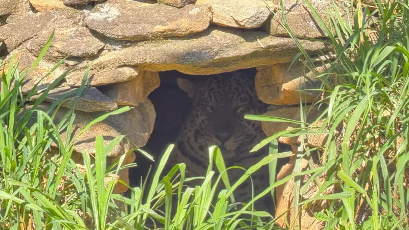 Onça-parda capturada após ataque fatal a caseiro será mantida em cativeiro por perder medo de humanos