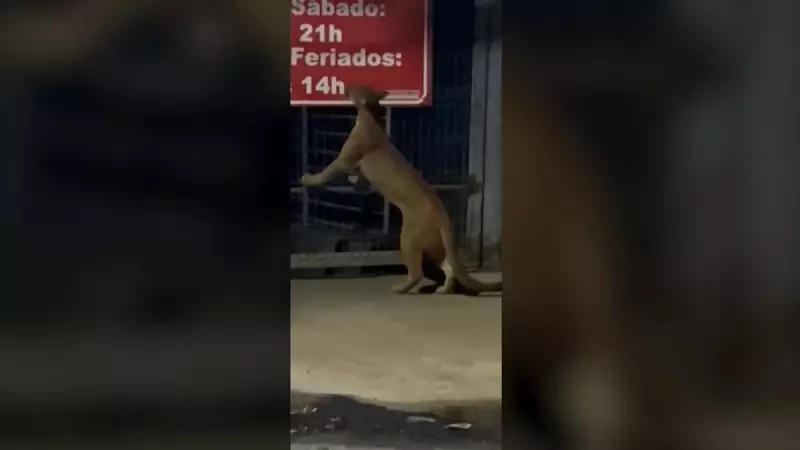 Onça-parda é flagrada caminhando por rua em Araxá (MG) — assista ao vídeo impressionante!