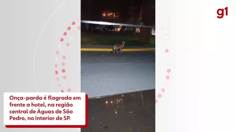Onça-parda é flagrada em área urbana de Águas de São Pedro; veja o vídeo