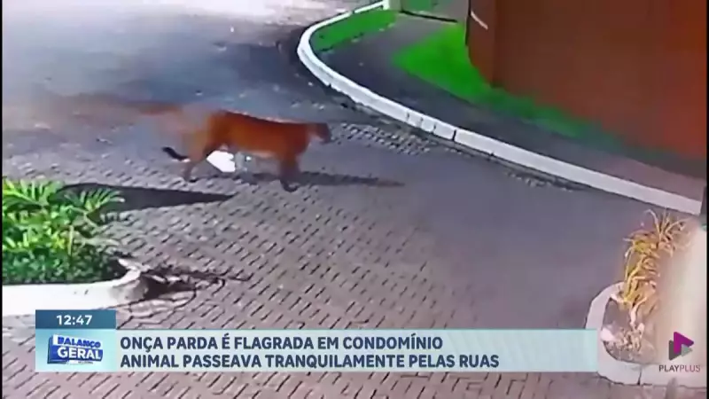 Onça-parda é flagrada em condomínio de Peruíbe, SP: veja imagens impressionantes