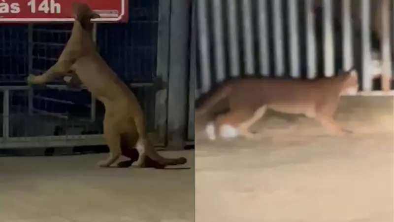 Onça-parda é flagrada tentando escalar portão de supermercado e assusta ciclista em Araxá