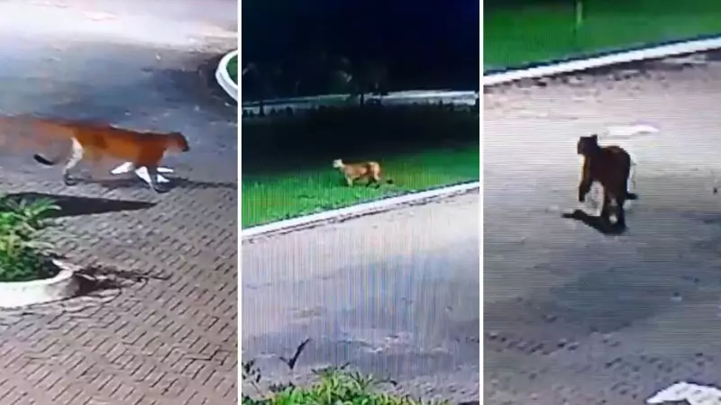 Onça-parda faz visita surpresa em condomínio no litoral de SP; veja o vídeo
