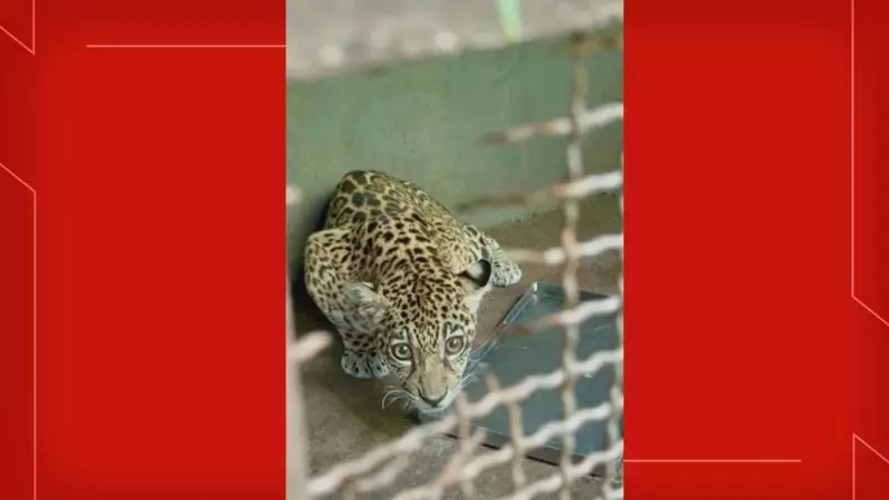 Onça-pintada criada como pet é treinada para retornar à natureza: veja o vídeo emocionante!