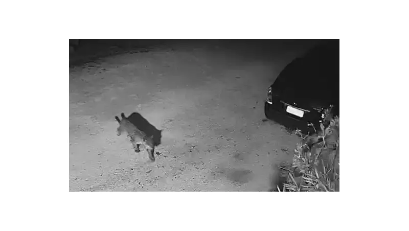 Onça-pintada é flagrada perto de residências no Mato Grosso do Sul: veja o vídeo