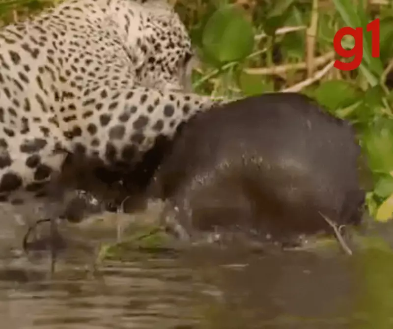 Onça-pintada surpreende ao caçar capivara em rio do Pantanal; vídeo impressionante