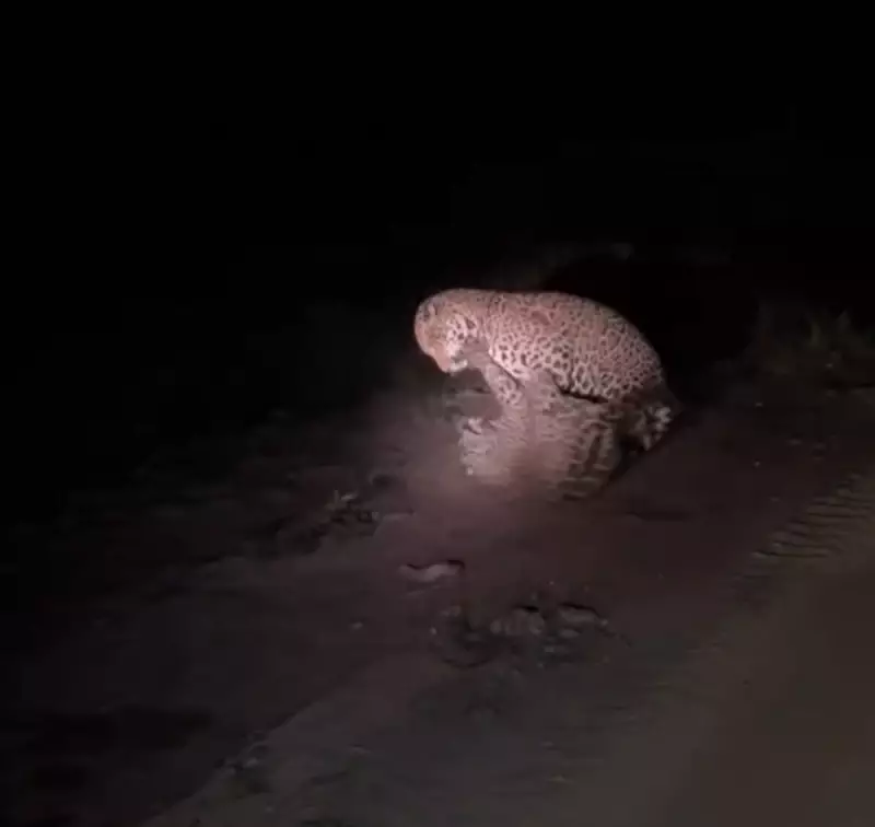 Onças-pintadas se enfrentam em batalha épica durante safari no Pantanal de MS; vídeo impressiona