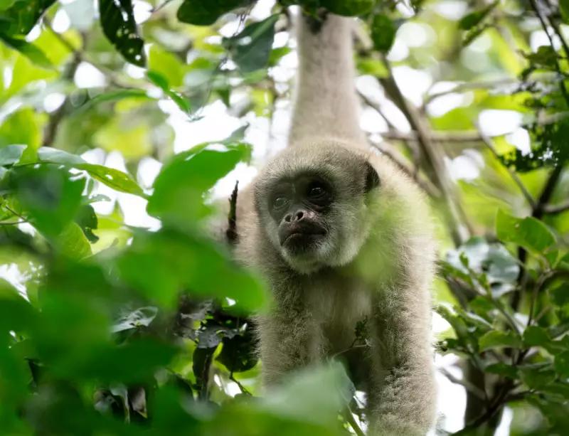 ONG completa 10 anos de luta pela preservação do muriqui-do-norte, o maior primata das Américas