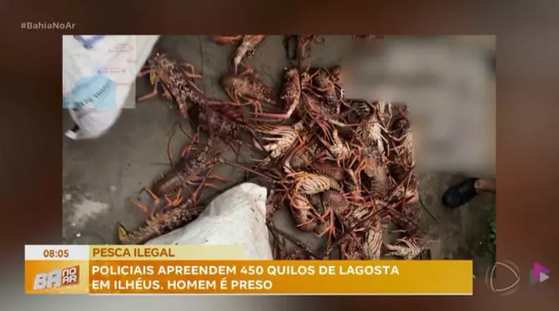Operação apreende carregamento ilegal de lagosta vermelha em Ilhéus, Bahia