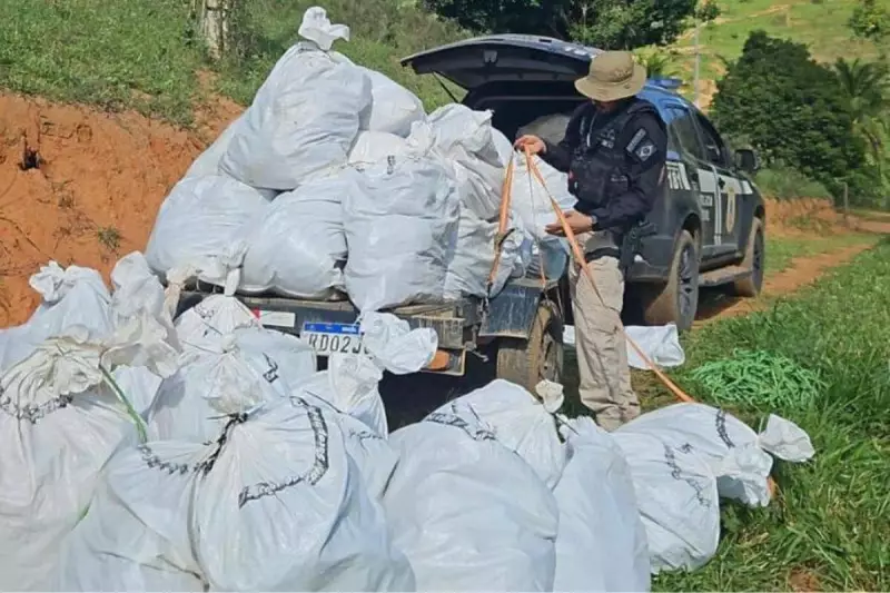 Operação apreende mais de meia tonelada de maconha em fazenda no Sul da Bahia