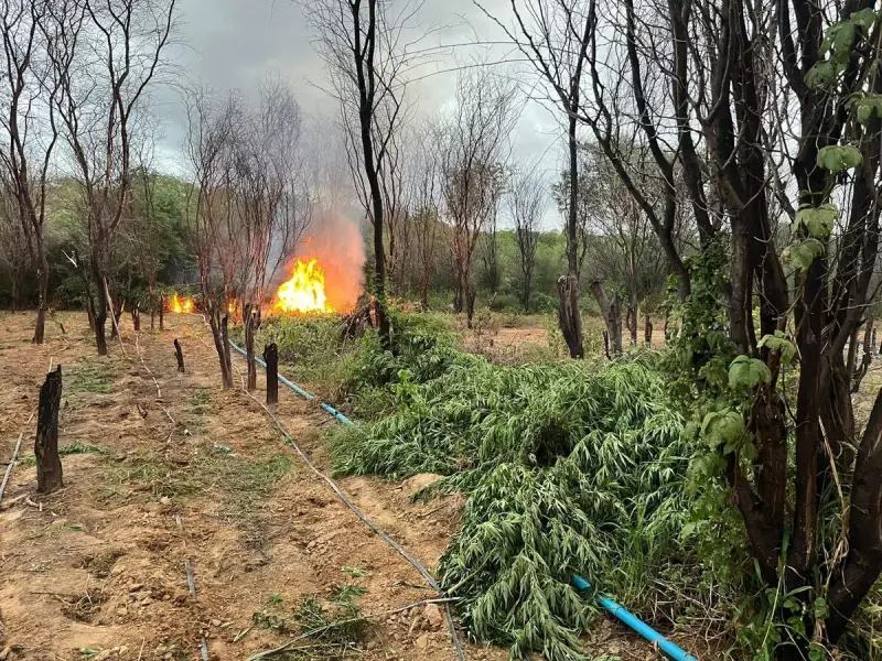 Operação da PM na Bahia destrói mais de 100 mil pés de maconha em área rural