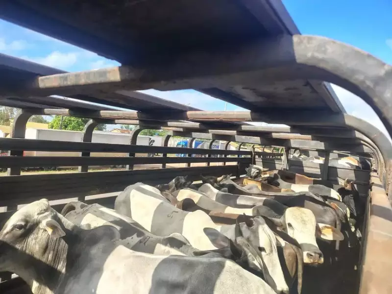Operação no Pará apreende quase 150 toneladas de soja e 75 cabeças de gado em ação contra crimes ambientais