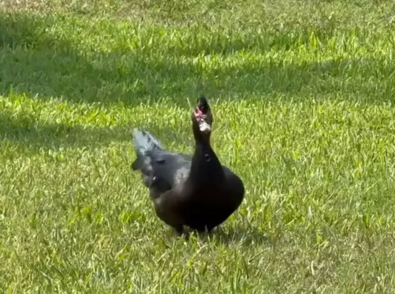 Pato agressivo aterroriza cidade e deixa vítima ferida — Saiba o que aconteceu!