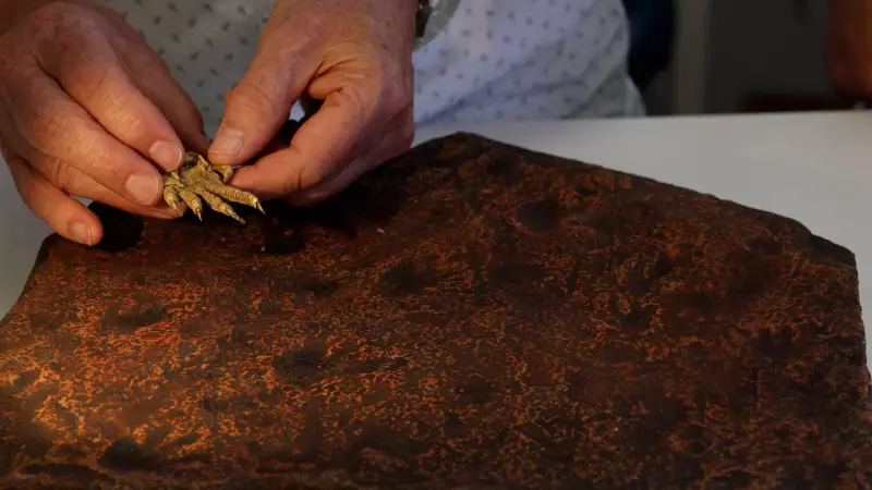 Pegadas de réptil revelam conquista da Terra 40 milhões de anos antes do esperado