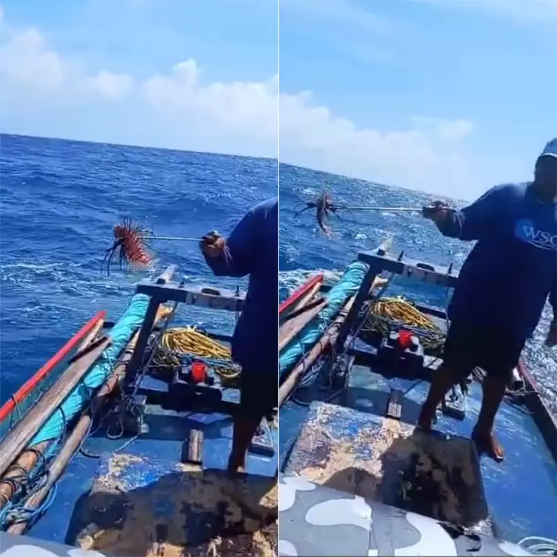 Peixe-leão é capturado em praia do Rio Grande do Norte: entenda os riscos da espécie invasora