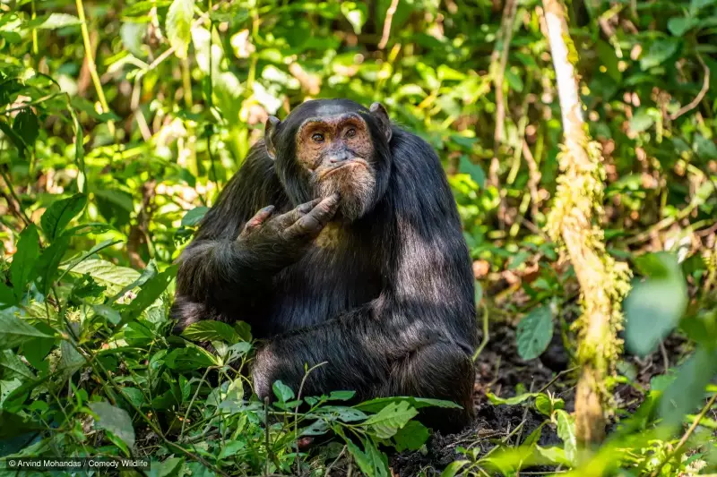 Peixes dirigindo carros e chimpanzés fazendo contas: como estudos com animais revelam segredos da mente humana