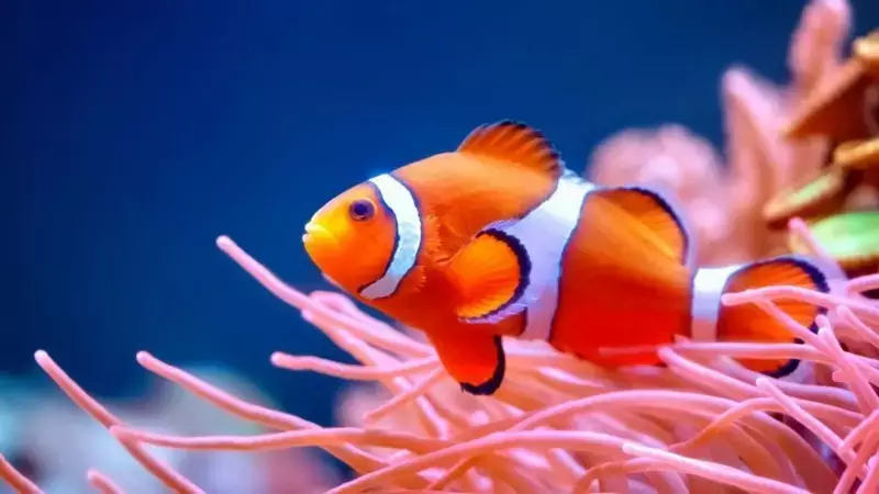 Peixes-palhaço estão encolhendo: alerta sobre o aquecimento dos oceanos