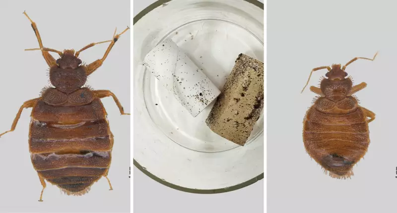 Percevejo-de-cama que se alimenta de sangue é encontrado pela primeira vez no Sul do Brasil, alerta Unesp