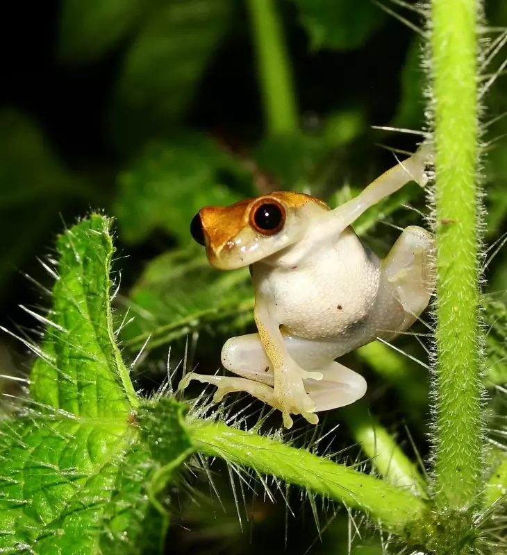Pererecas dormem sobre espinhos para se proteger: estratégia inteligente da natureza