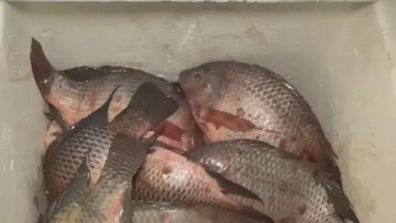 Pescadores são presos com peixes contaminados na Lagoa da Pampulha em BH