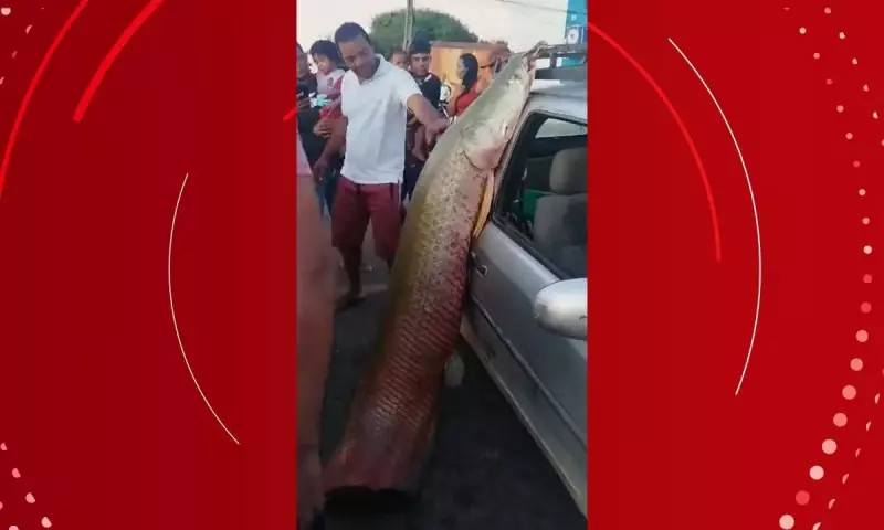 Pescadores surpreendem ao capturar pirarucu gigante na Bahia; veja o vídeo impressionante!