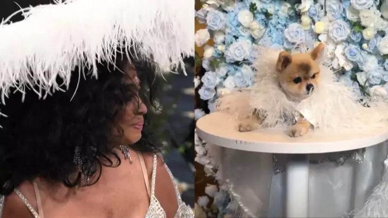 Pet Gala 2025: Cãezinhos roubam a cena com looks inspirados em famosos!