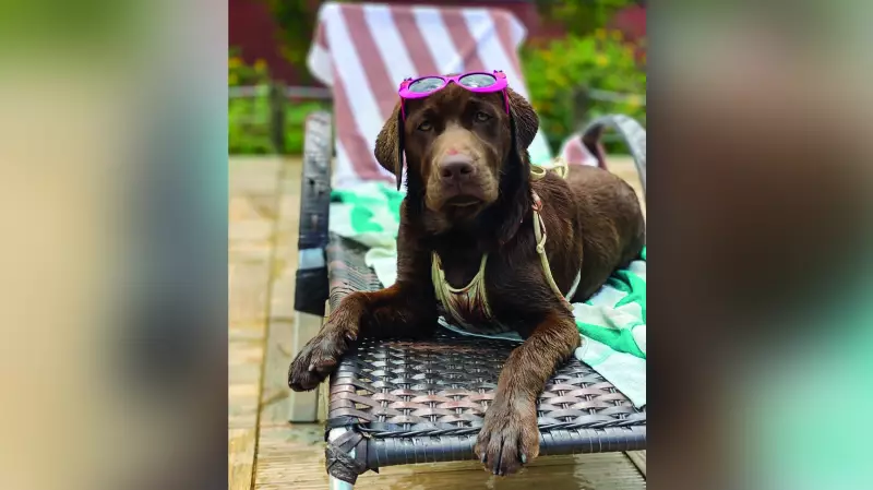 Pets VIP: Descubra os Resorts que Tratam Seu Animal de Estimação como Celebridade