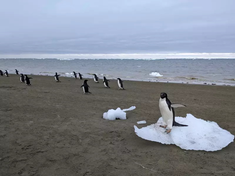 Pinguins na Antártida: Como suas fezes influenciam o clima global
