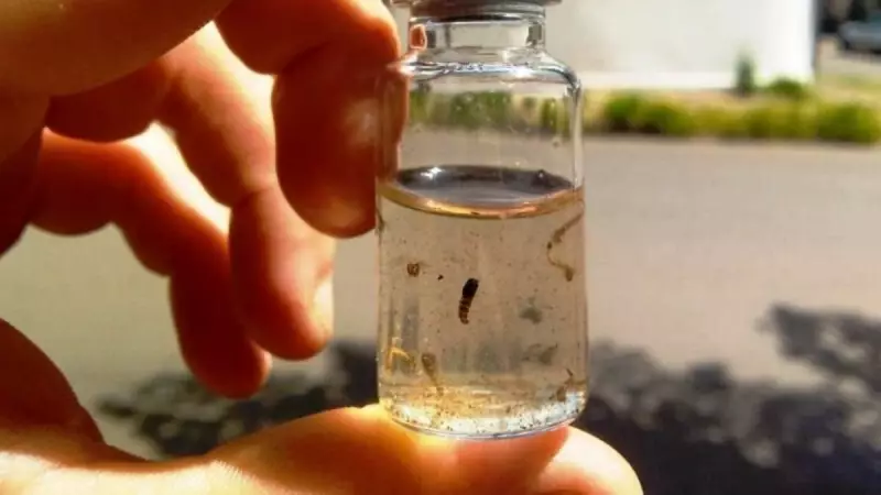 Piracicaba registra terceira morte por dengue em 2025: saiba como se proteger