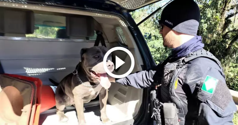 Pitbull resgatado pela PRF na BR-101 em Joinville finalmente volta para casa