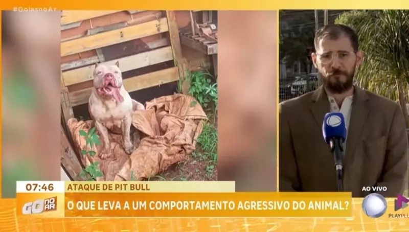 Pitbulls podem se tornar agressivos? Especialista revela os riscos da falta de treinamento