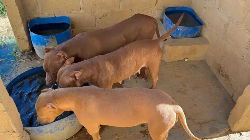 Pitbulls que atacaram moradores em Petrolina são transferidos para canil da penitenciária estadual de PE
