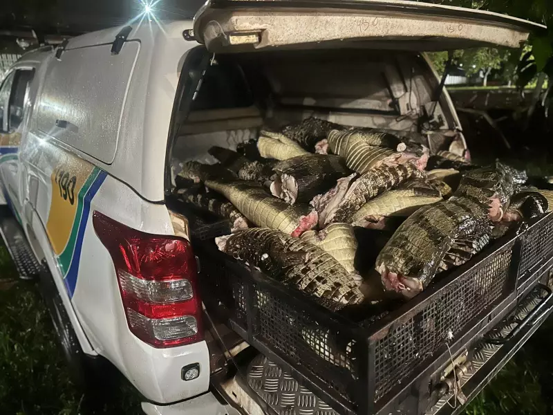 Polícia apreende 300 quilos de jacaré no Porto de Santana, no Amapá: entenda o caso