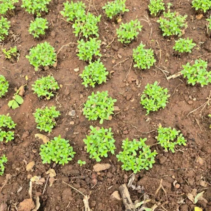 Polícia Civil desarticula plantação de maconha em zona rural de Uauá, Bahia