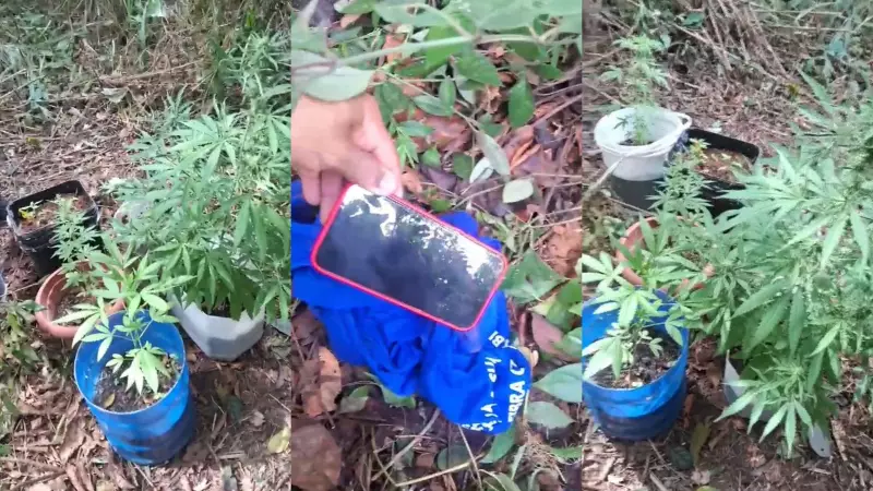 Polícia encontra celular roubado enterrado em plantação de maconha em Porto Velho