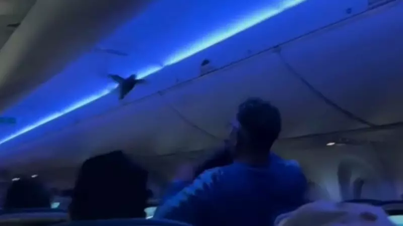 Pombo invade avião nos EUA e causa alvoroço durante voo — veja o vídeo!