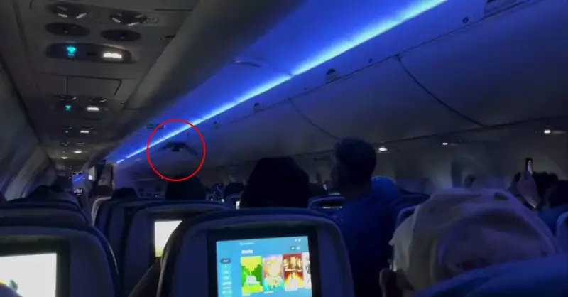 Pombos invadem cabine de avião e causam caos em voo nos EUA — Veja o vídeo!