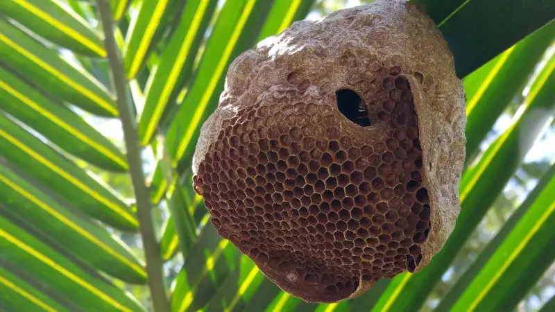 Por que as abelhas constroem favos em formato de hexágono? A ciência explica!