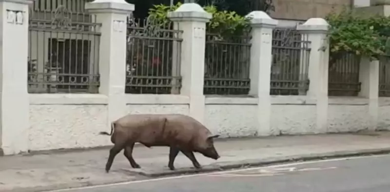 Porco é flagrado circulando pelas ruas da Zona Sul do Rio de Janeiro; vídeo viraliza