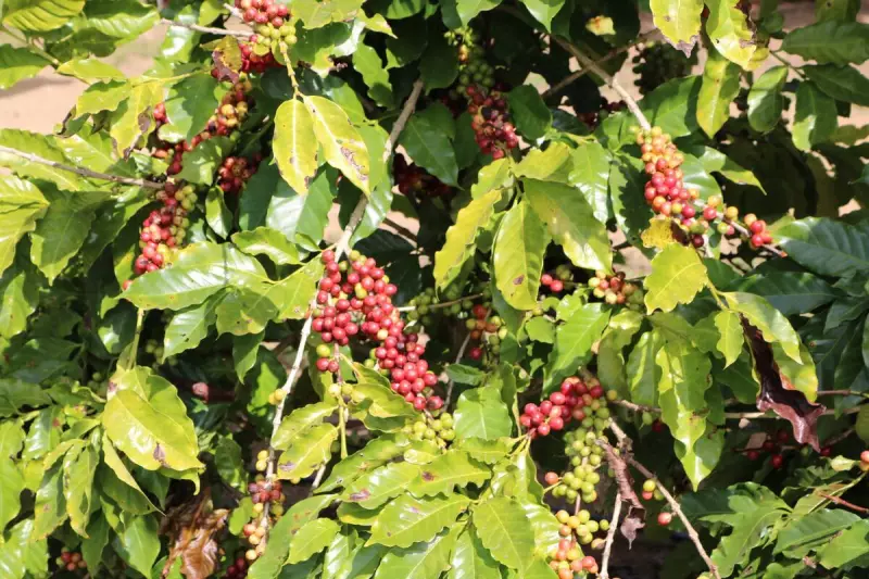 Preço do café dispara 32,7% em pesquisa exclusiva da Neogrid — saiba os motivos